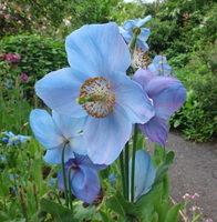 Meconopsis  'Mervyn Kessell'